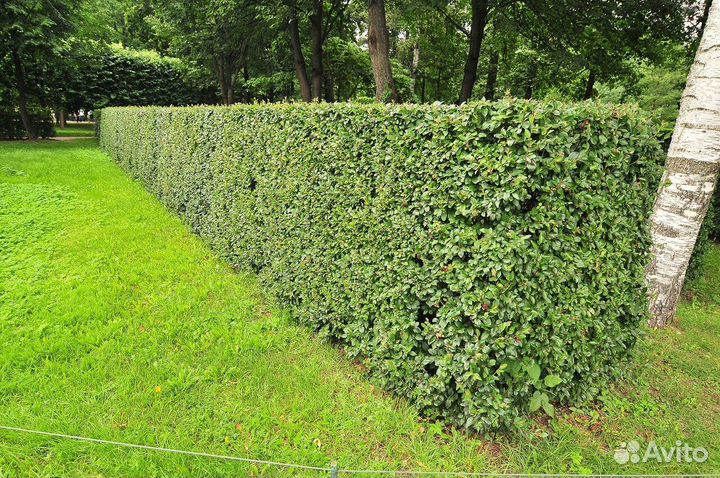 Кизильник блестящий С5