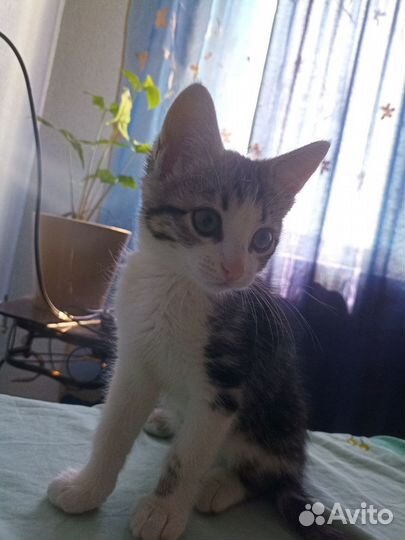 Отдаю котенка в хорошие руки