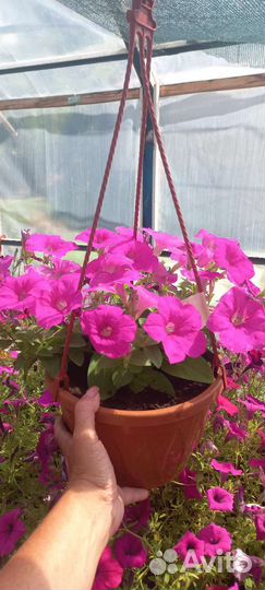 Цветы в горшках уличные