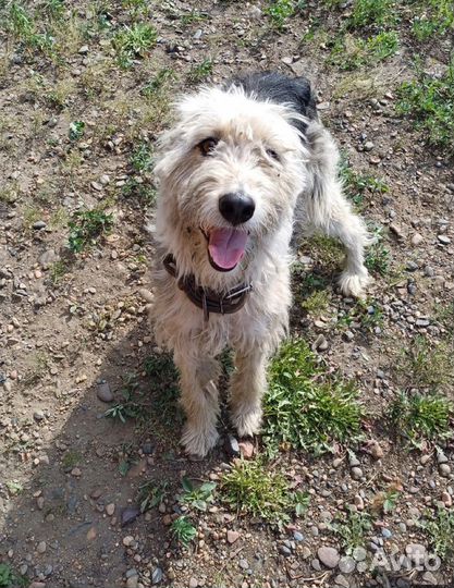 Для собаки-улыбаки ищем хозяина