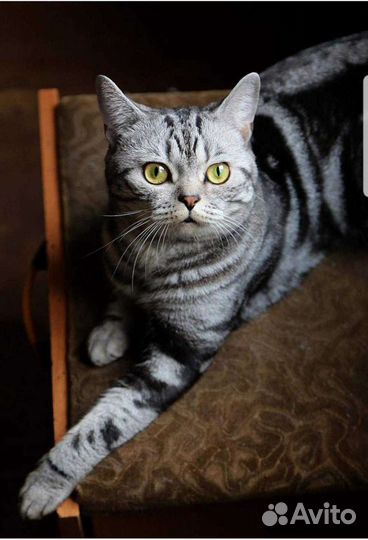 Шотландский кот с документами. Вязка