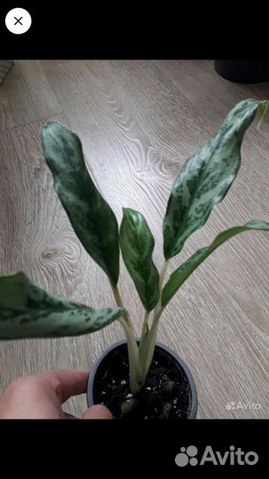 Аглаонема, кротоны