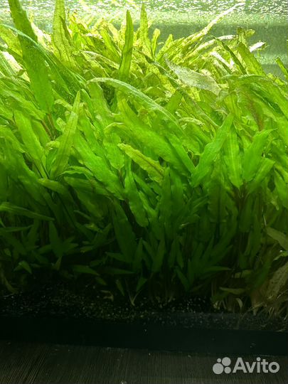 Анциструсы, криптокорина