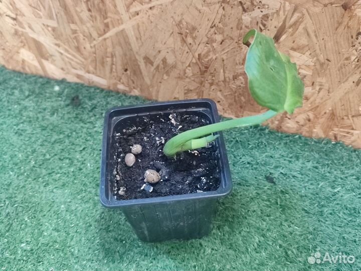 Филодендрон Монстера манки мэск