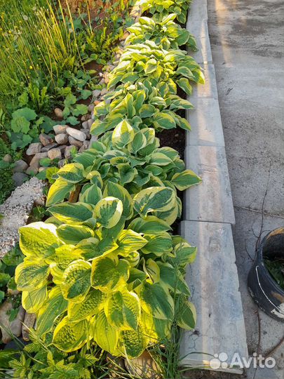 Хоста декоративный многолетник