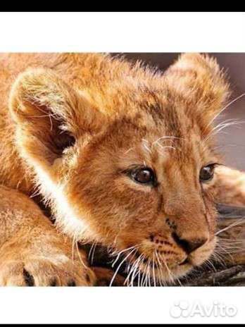 Алмазная мозаика Львёнок, готовая картина, 50-70