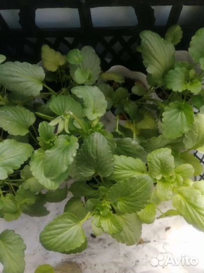 Базилик, виола