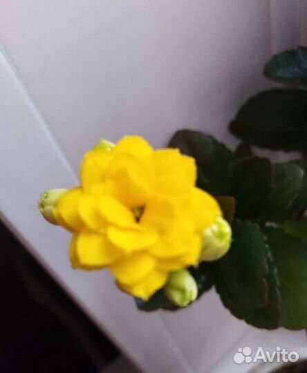 Индийский лук от остеохондроза, коланхое