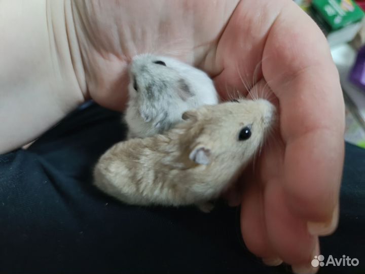 Ручные джунгарские хомяки с клеткой