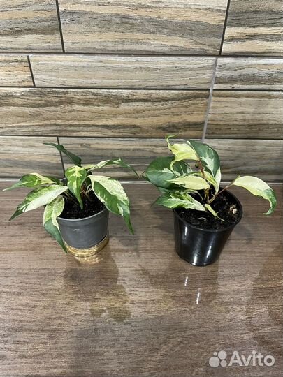 Фикус кёрли