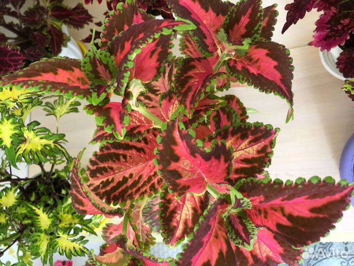 Много красивых колеусов