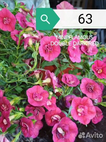 Черенки калибрахоа