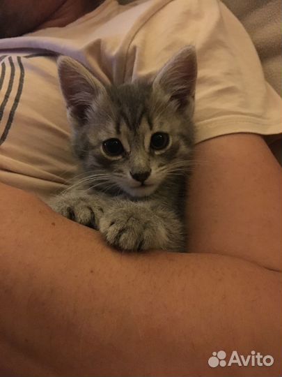 Котёнок (мальчик)