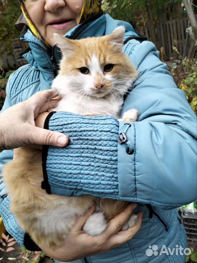 Молодой кот ищет дом