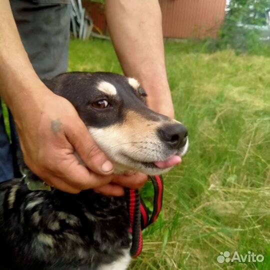 Чара в хорошие руки