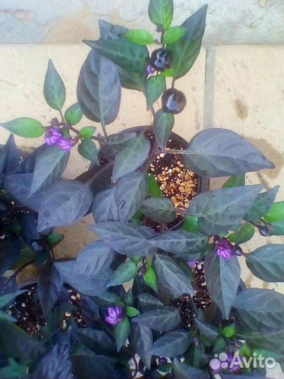 Острый перчик комнатный