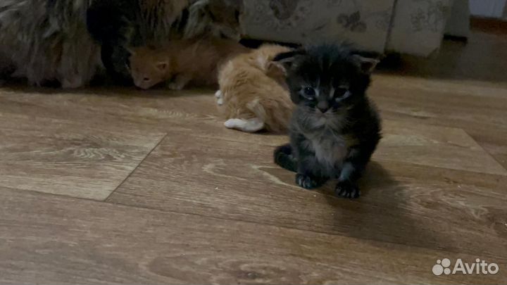 Котята мейн-кун полидакт