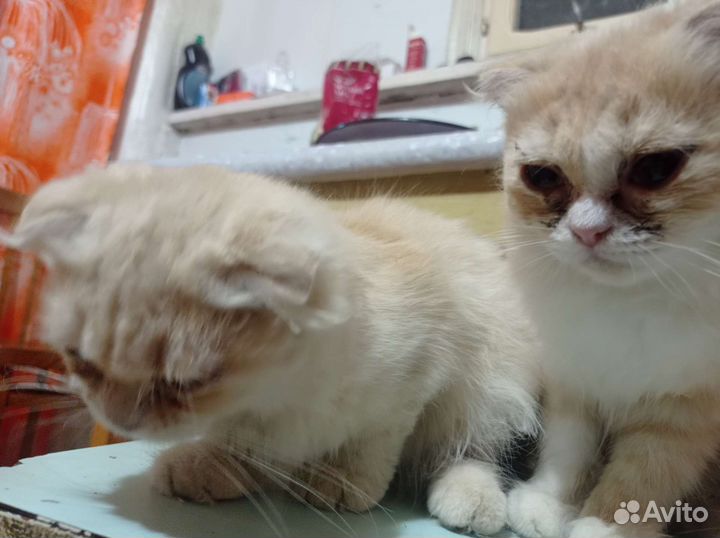 Шотландская вислоухая