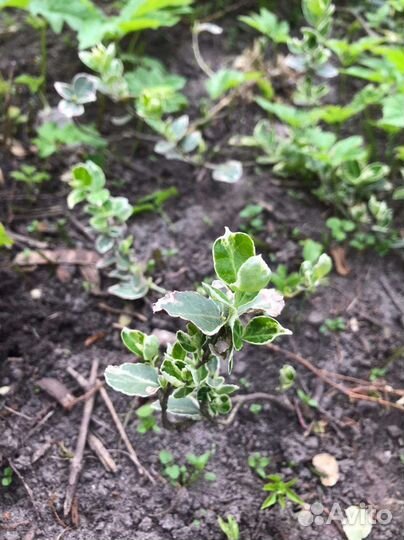 Саженцы самшита