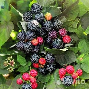 Малина Кумберленд саженцы