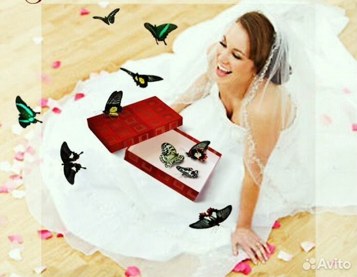 Франшиза Салюты из Живых Тропических Бабочек 2477