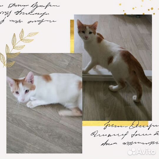 Замечательный котенок ищет дом