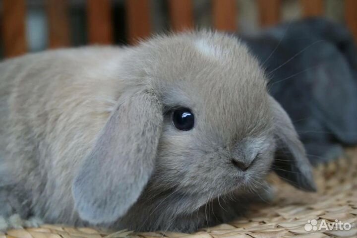 Декоративные кролики вислоухие
