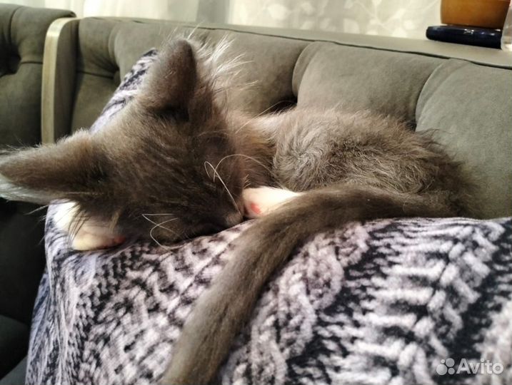 Ласковый пушистик