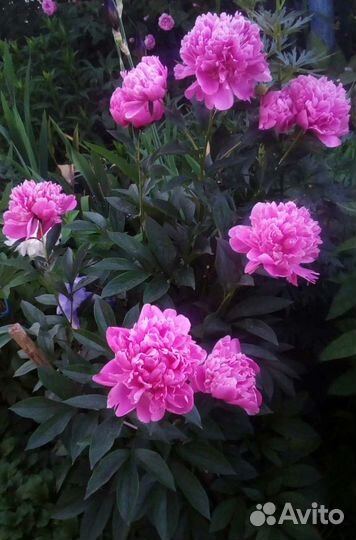 Пионы,дицентра,мак Апельсиновый рай,дерен