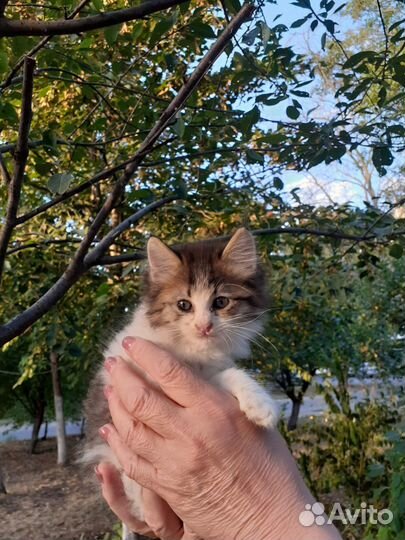 Котики бесплатно