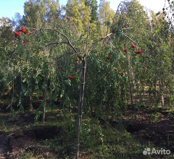 Саженцы. Рябина плакучая 160-200см