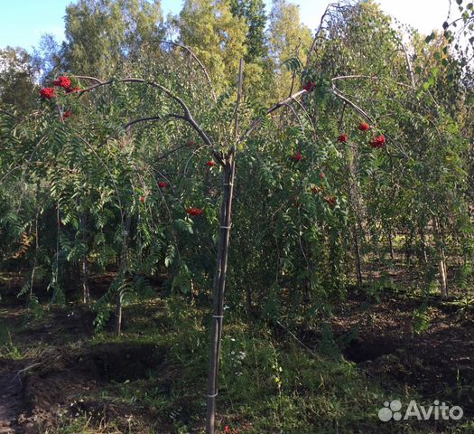 Саженцы. Рябина плакучая 160-200см