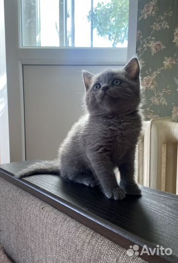 Британский котёнок мальчик голубого окраса