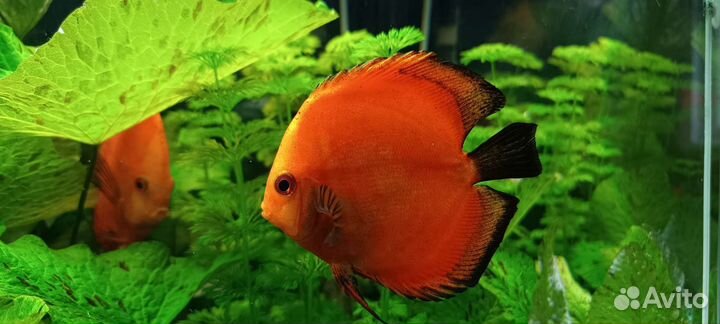 Дискусы Красная дыня