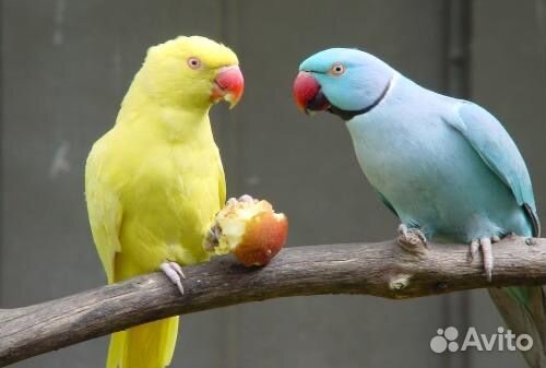 Ожереловый попугай