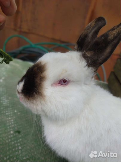 Козий и кроличий навоз