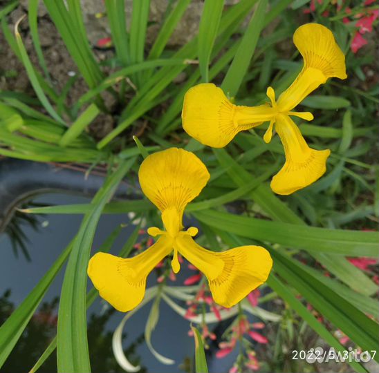 Растения для сада