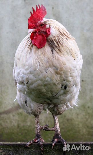 Продам Петухов