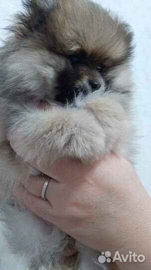 Продам щенков померанцев