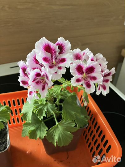 Пеларгония герань