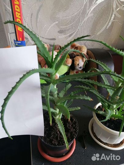 Алоэ большое