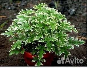 Пеларгония с цитрусовым ароматом,варьегатные сорта