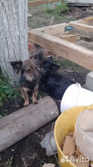 Собаки щенки
