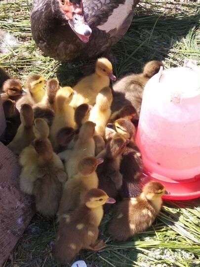 Мускусные утята