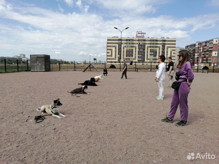 Дрессировка собак Дрессировка с проживаниеми