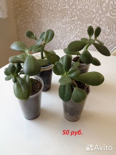 Денежное дерево толстянка крассула