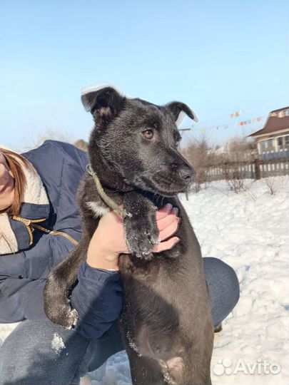 Щенок 4,5 мес