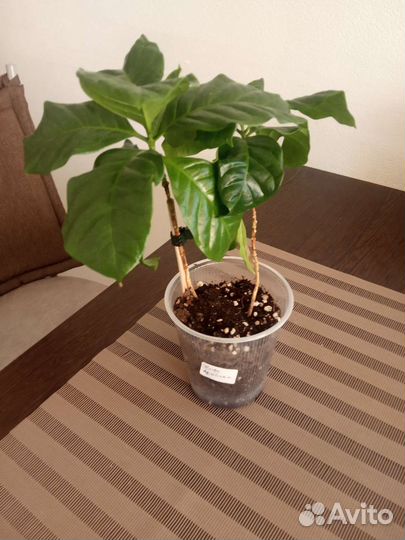 Оксалис, аглаонема, маранта бьюти Ким, кофе