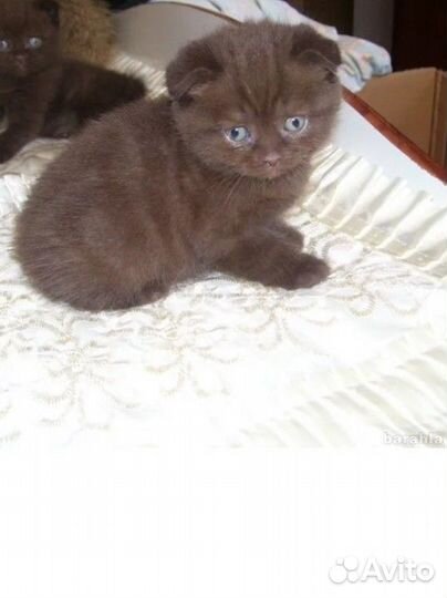 Шотландские котята