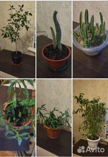 Ктенанта взрослое растение